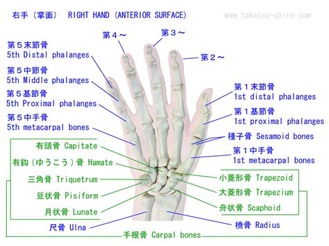 手骨|手の骨・筋肉・腱の名称｜高津整体